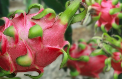 su-dung-phan-thuoc-bao-ve-thuc-vat-cho-cay-thanh-long