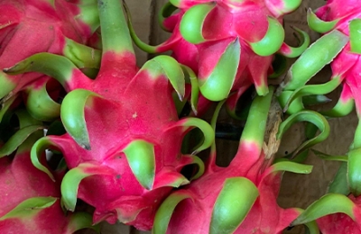 ky-thuat-cham-soc-cay-thanh-long-hieu-qua-cho-nang-suat-cao