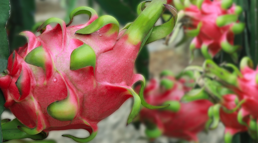 Sử Dụng Phân Thuốc Bảo Vệ Thực Vật Cho Cây Thanh Long