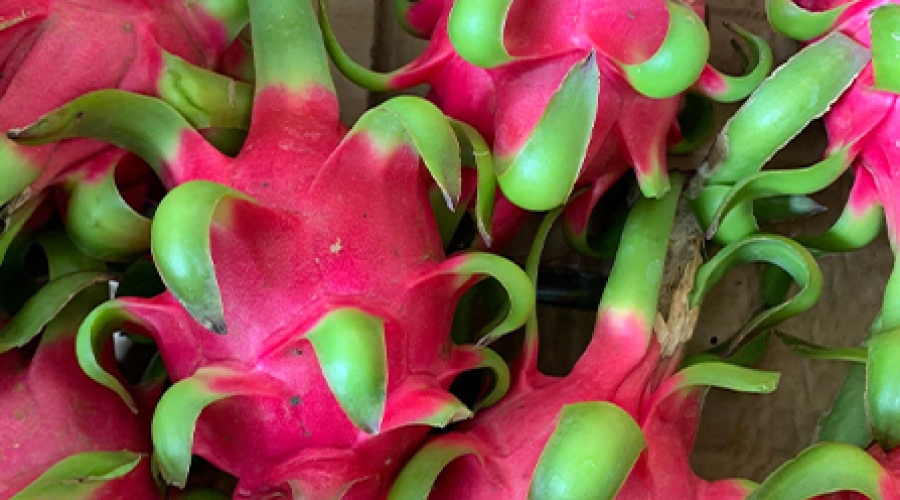 Kỹ Thuật Chăm Sóc Cây Thanh Long Hiệu Quả, Cho Năng Suất Cao