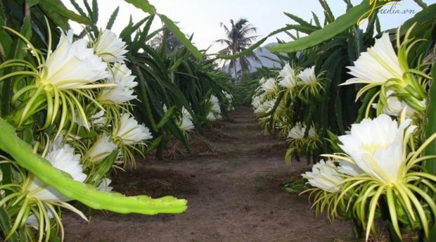 Các Loại Bệnh Thường Gặp Ở Cây Thanh Long Và Biện Pháp Phòng Trừ